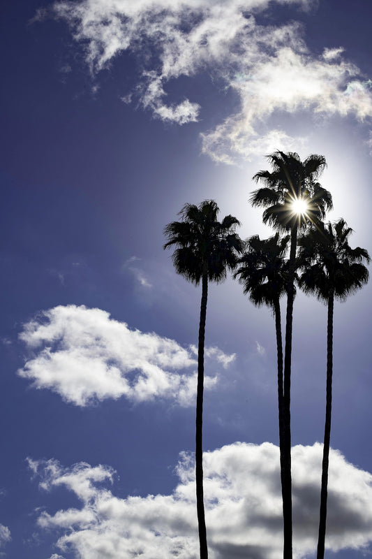 Palm Tree III