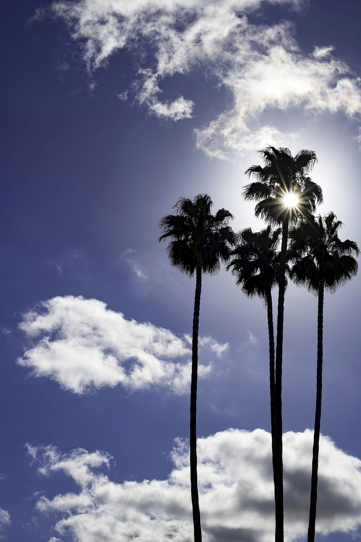 Palm Tree III