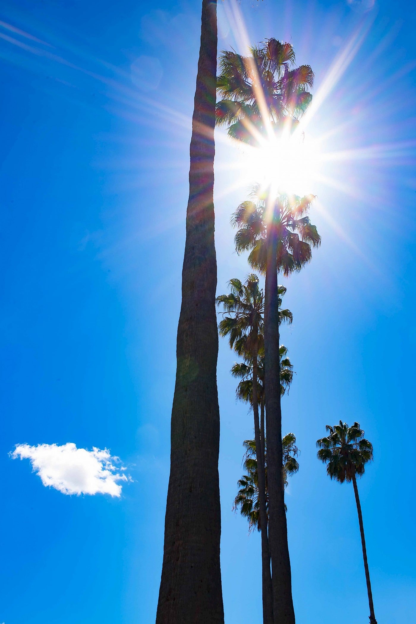 Palm Tree V
