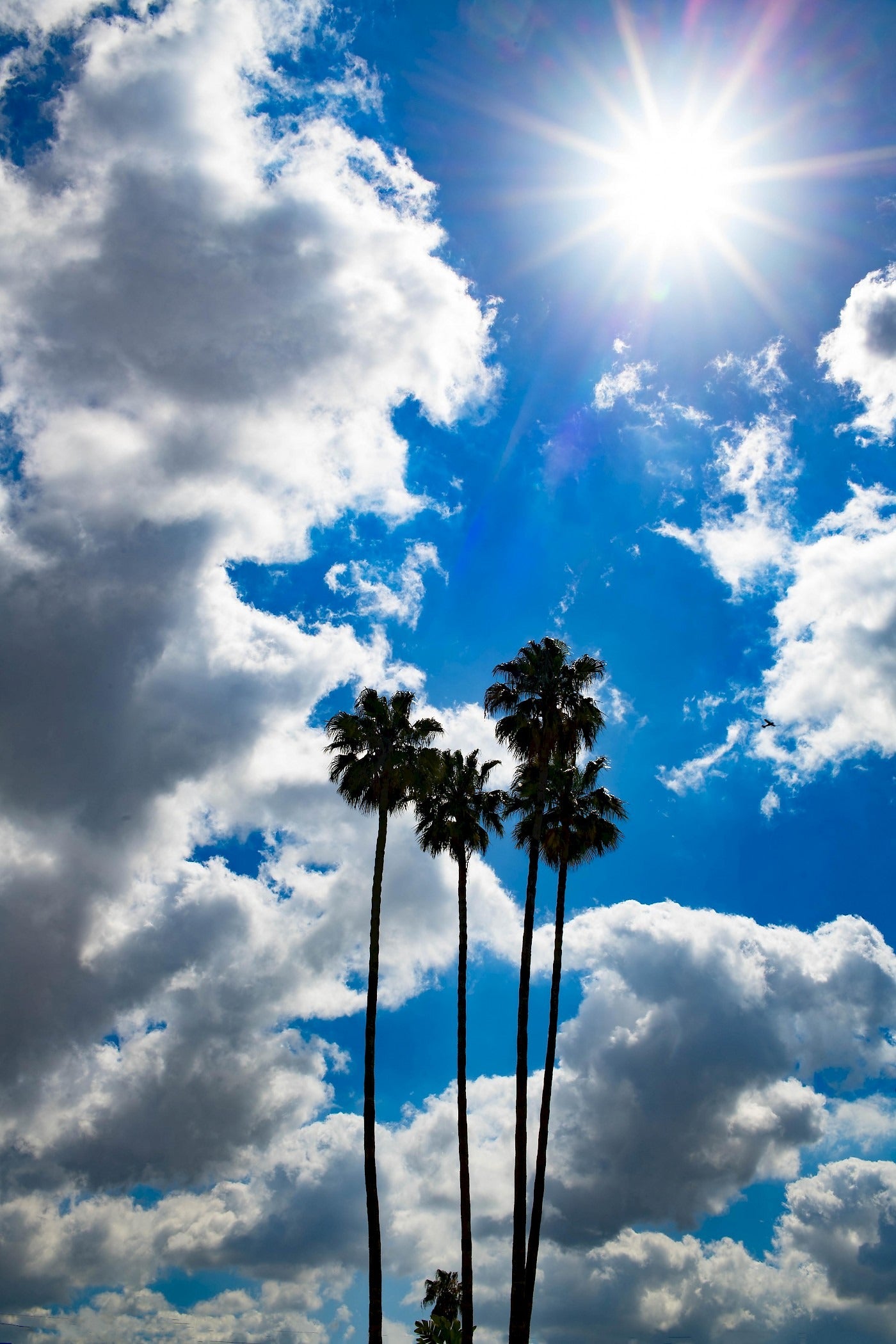 Palm Tree VI