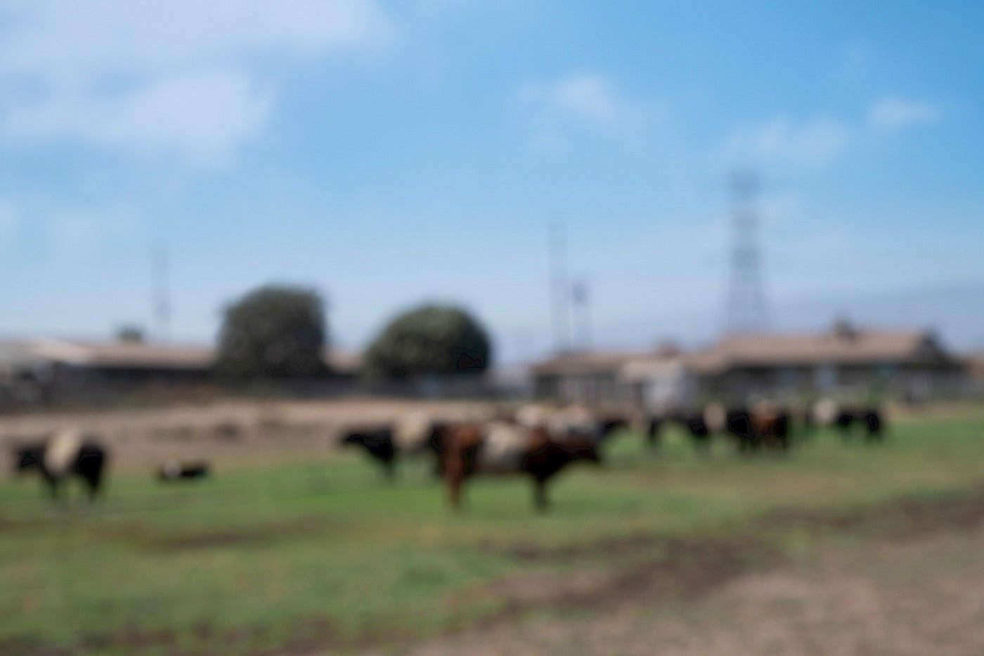 Loading- Cows are Chill
